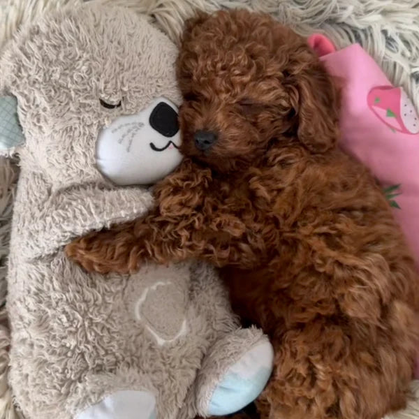 CalmBear™ | Soothing Cuddle Buddy | For Sleep, Relaxation &amp; Emotional Calm