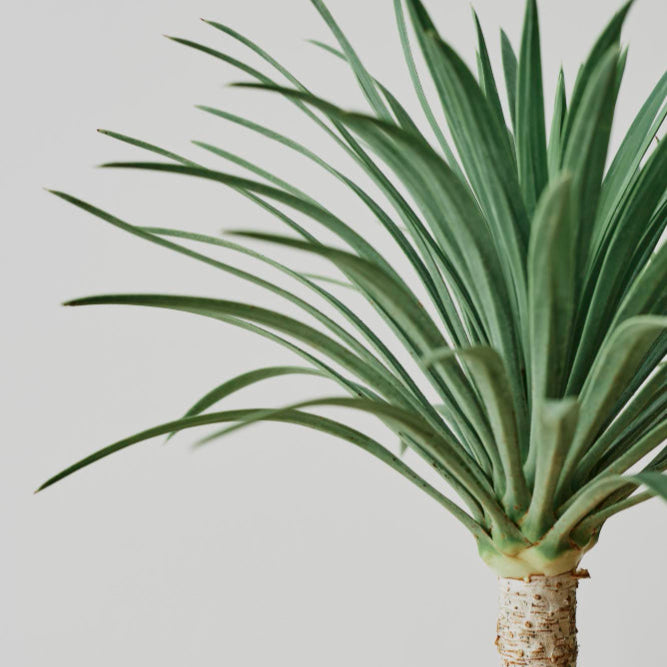 Yucca Rostrata | Blue palm lily – 100–120 cm – Ø40 cm