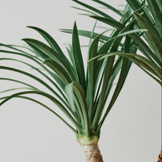 Yucca Rostrata | Blue palm lily – 100–120 cm – Ø40 cm