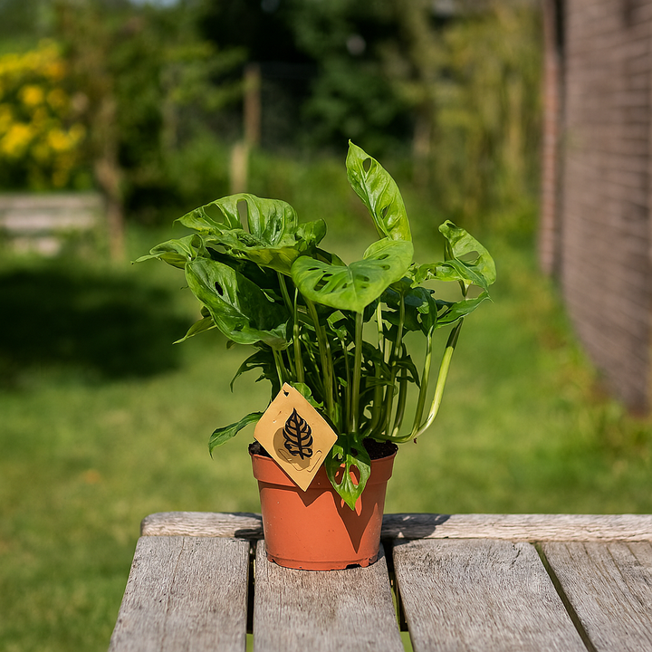 Monstera Monkey Leaf | Tropical Houseplant | 30 cm Tall
