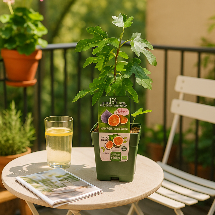 Organic Fig Tree Plants | Set of 3 or 6 Ficus carica | 20-25 cm tall