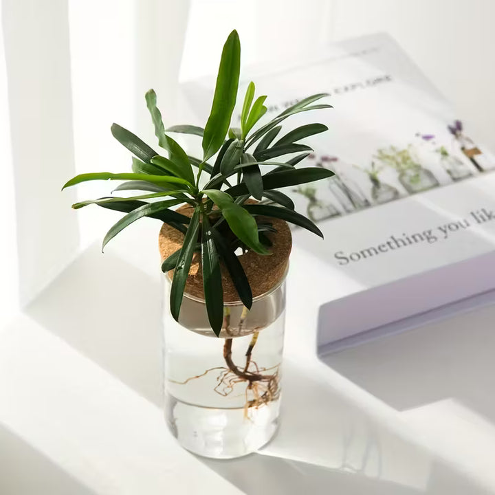 Hydroponic Glass Plant Vase | Buy 1 Get 1 Free