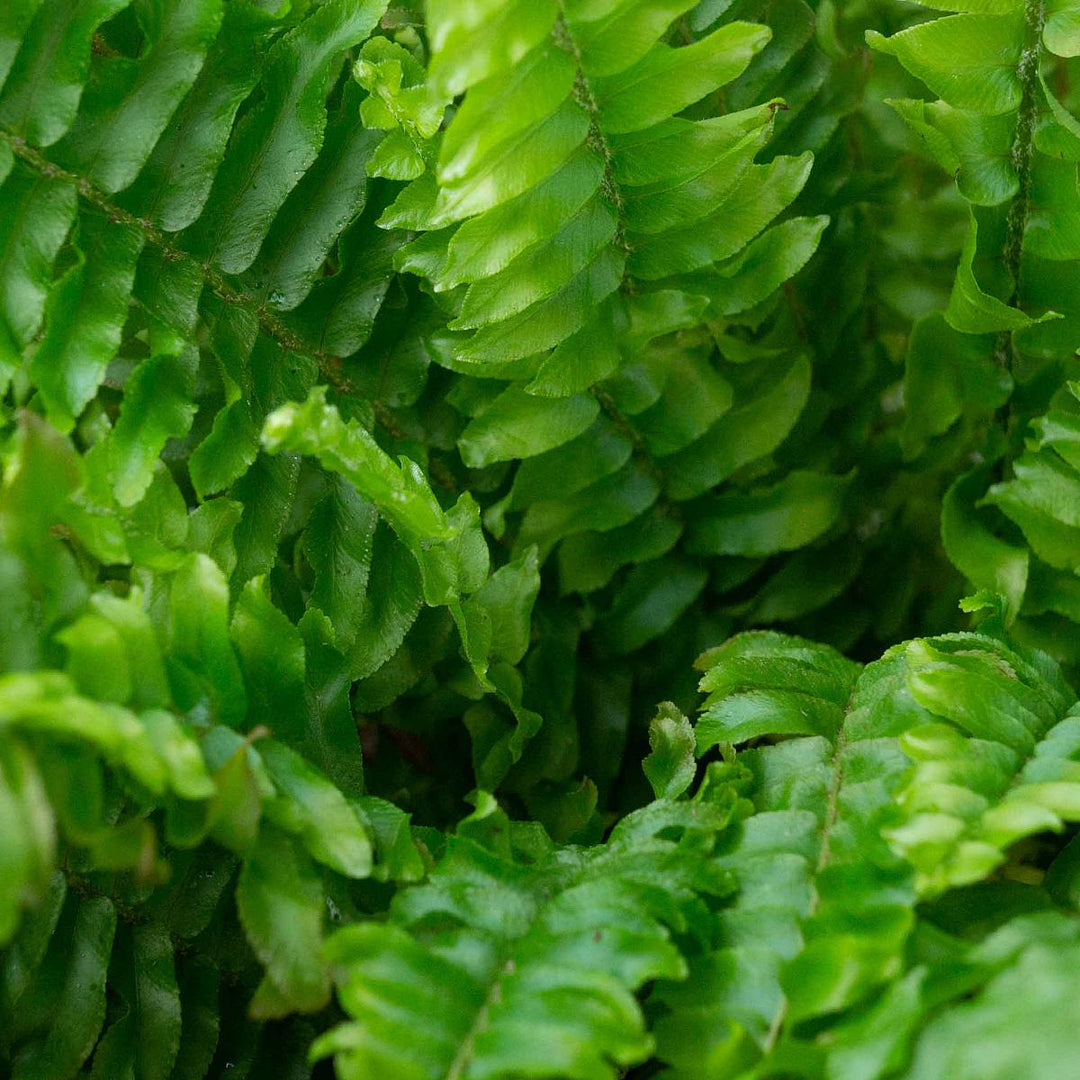 Boston Fern | Lush Air-Purifying Houseplant | 35 cm Tall