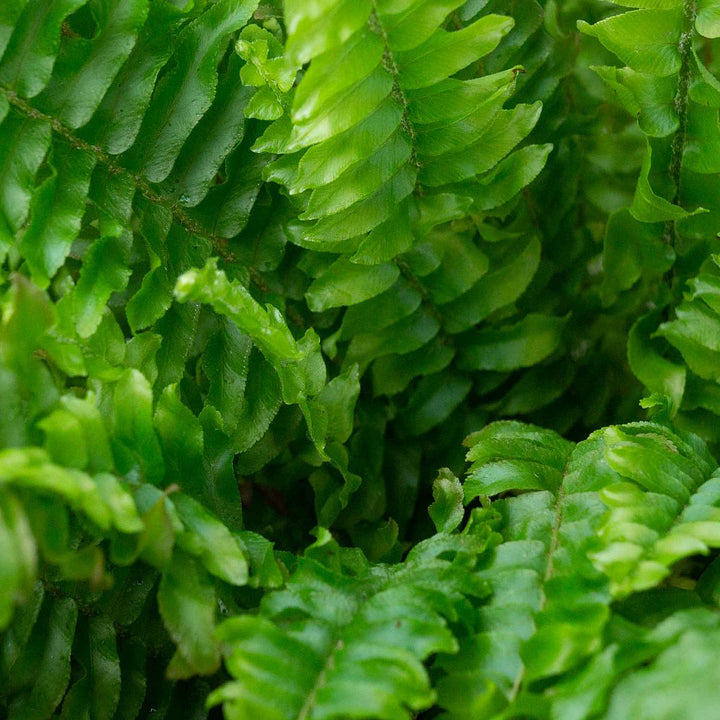 Boston Fern | Lush Air-Purifying Houseplant | 35 cm Tall