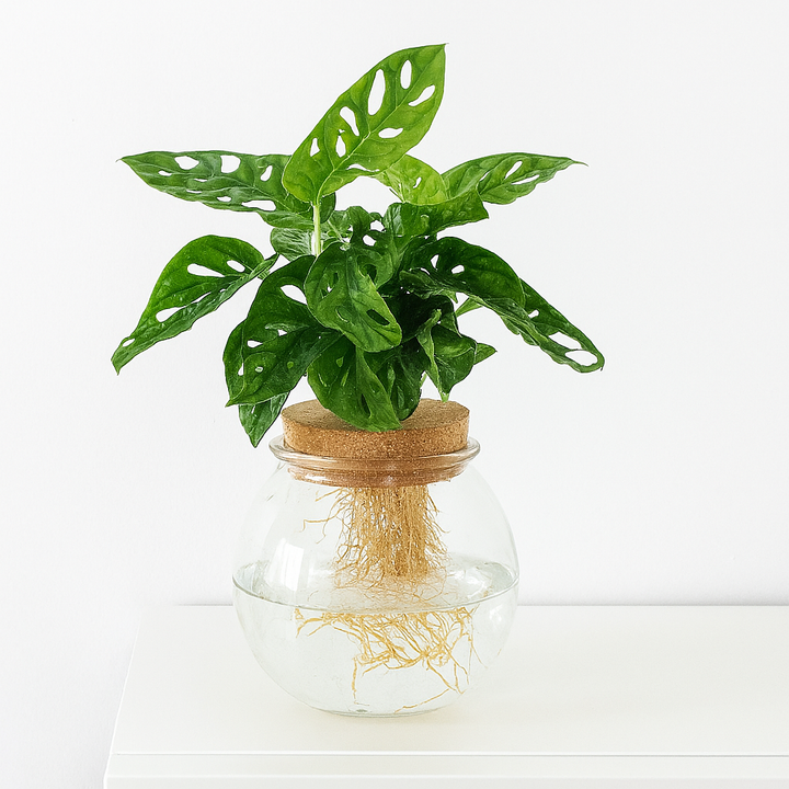 Monstera Adansonii in a glass bulb with a click cork | Height 25 cm