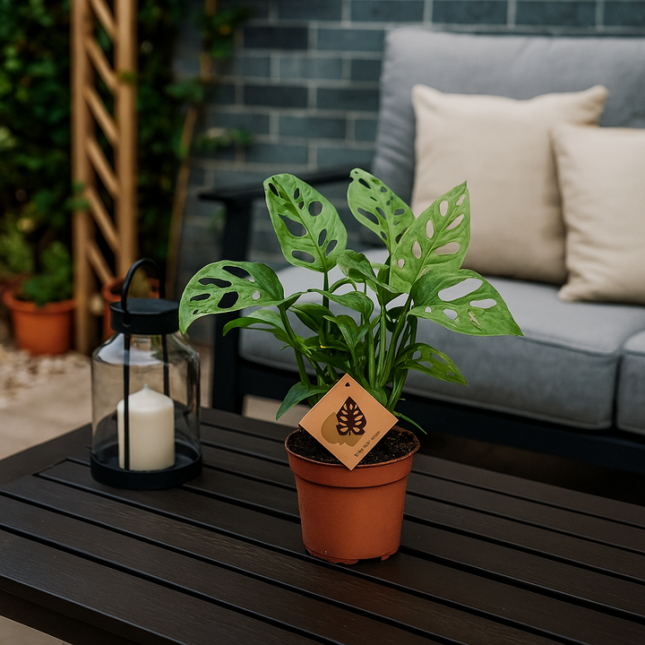 Monstera Monkey Leaf | Tropical Houseplant | 30 cm Tall