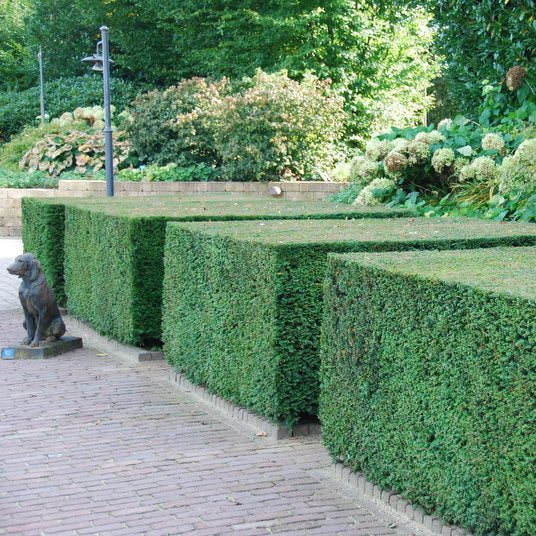 Taxus Baccata | Large hedge plant – 10 meters – 12L – 20x – 100–125 cm
