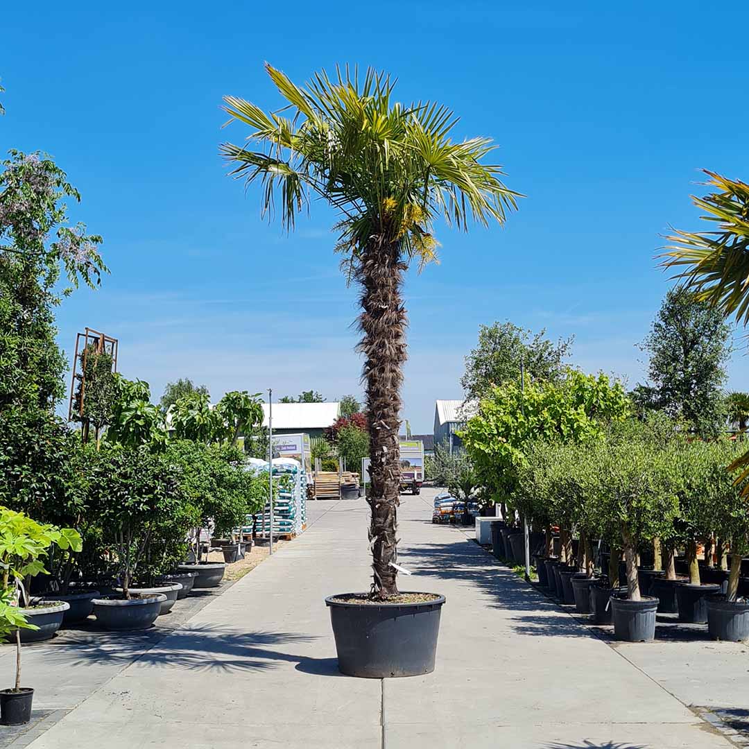 Trachycarpus fortunei | Chinese fan palm – 240–270 cm – Ø40–Ø55 cm