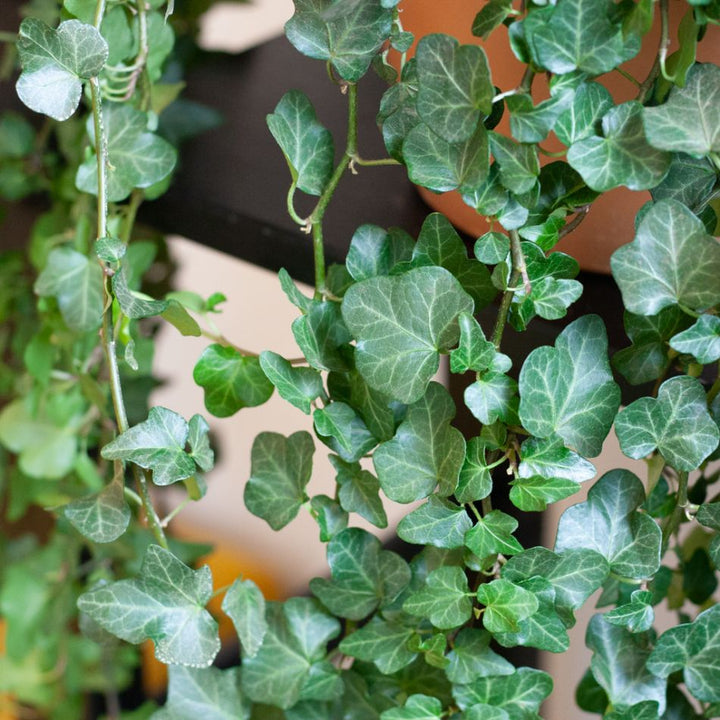 Hedera Helix Wonder | Air-purifying climber | Pot size Ø17 cm