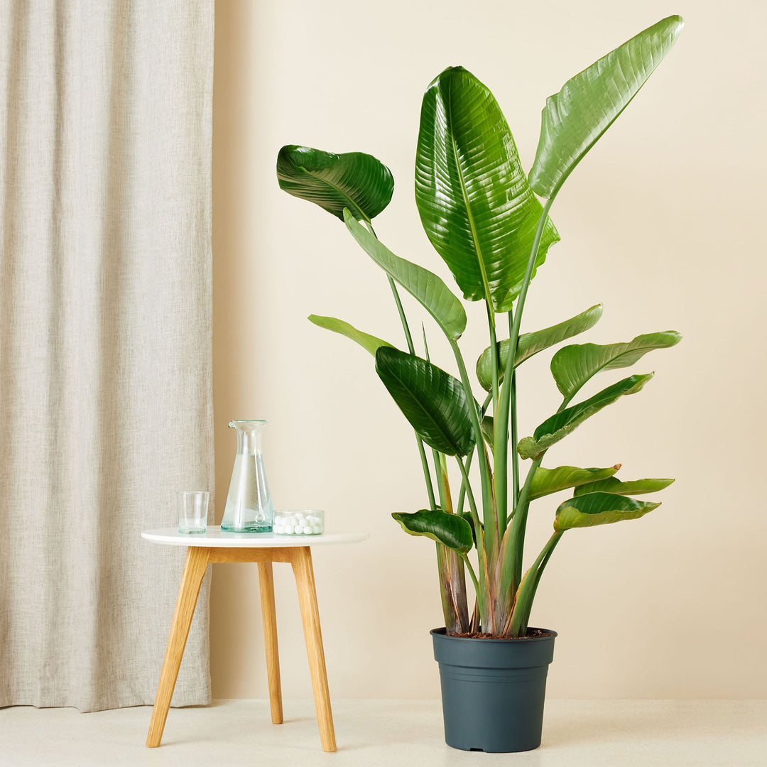 Strelitzia Nicolai | Bird of paradise plant – 140–150 cm – Ø24 cm