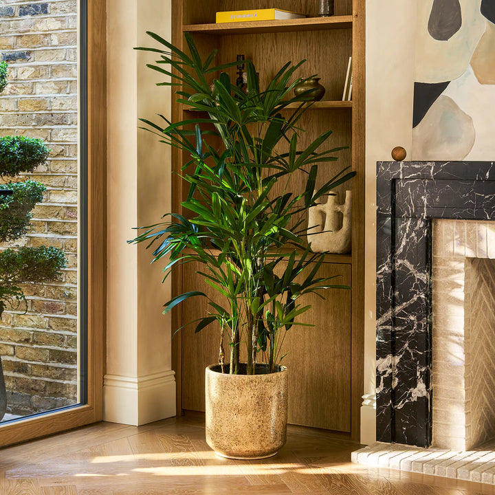 Rhapis excelsa | Finger palm – 190 cm – Ø40 cm