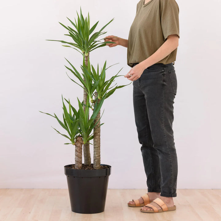 Yucca Elephantipes Branched | Tropical plant – 190 cm – Ø55 cm