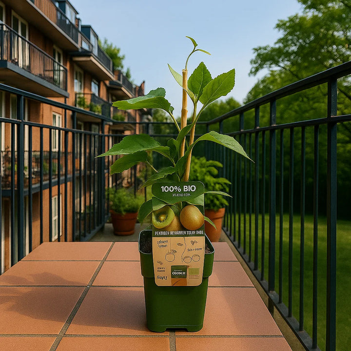 Set of Organic Kiwi Plants | Actinidia deliciosa | 20-25 cm Tall