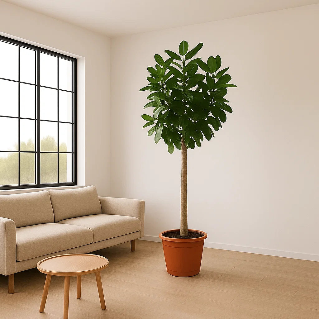 Ficus Benghalensis Tree | 200 cm Tall | Ø50 cm | Houseplant