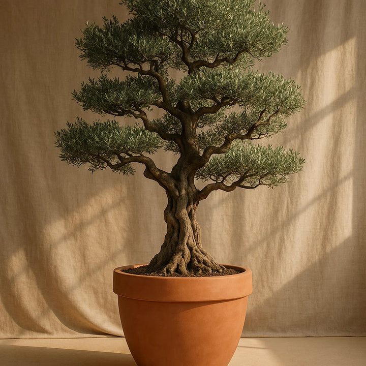 Olea Europaea Bonsai | Olive Tree – 270 cm – Ø80 cm
