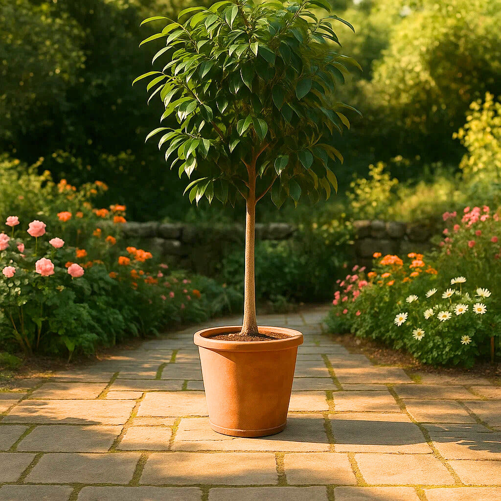 Ficus Benghalensis Tree | 200 cm Tall | Ø50 cm | Houseplant