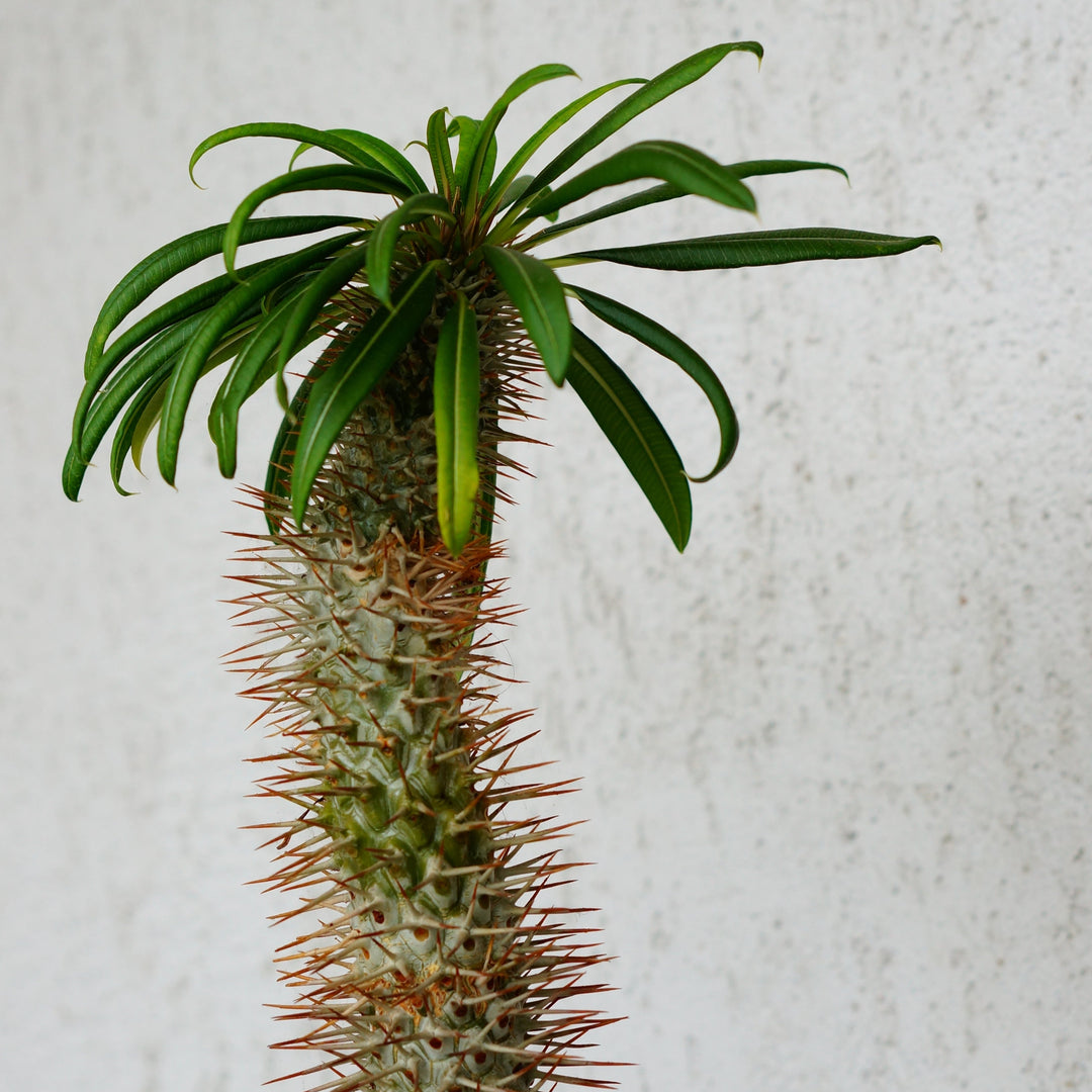 Yucca Elephantipes Branched | Tropical plant – 190 cm – Ø55 cm