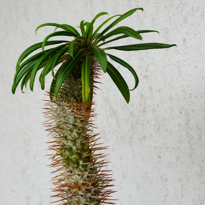 Yucca Elephantipes Branched | Tropical plant – 190 cm – Ø55 cm