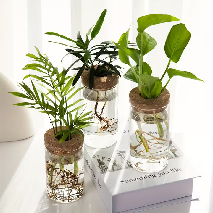 Hydroponic Glass Plant Vase | Buy 1 Get 1 Free