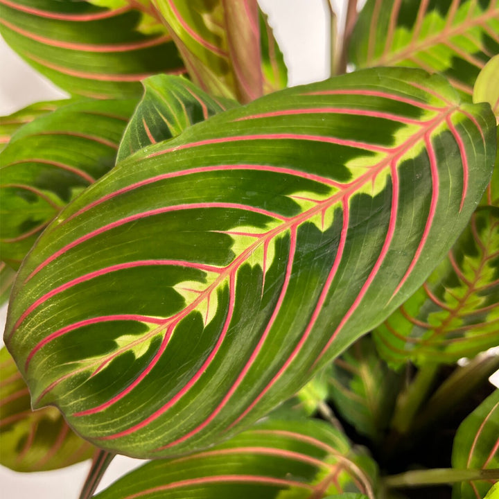 Prayer Plant | Tropical Houseplant with Unique Leaves | 30 cm Tall