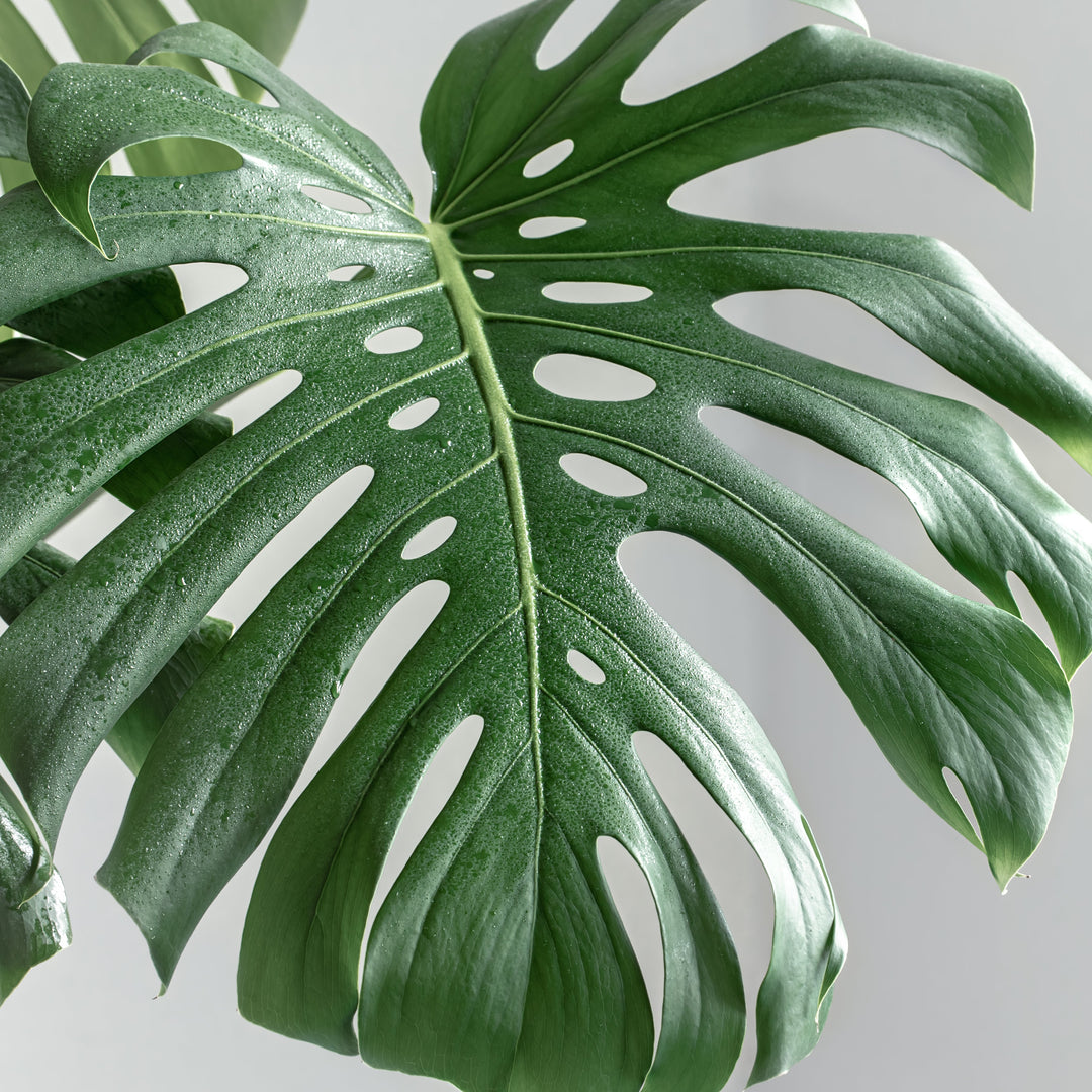 Monstera Deliciosa Tauerii | Height 70-90 cm | Houseplant