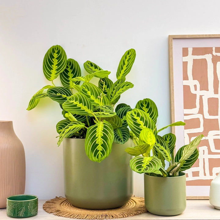 Maranta Leuconeura Fascinator Lemon Lime | Calathea – Ø12 cm – ↕30 cm