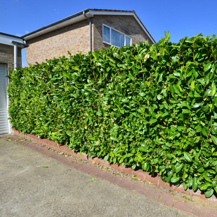 Cherry Laurel Rotundifolia | Large hedge plant – 10 meters – 15L – 20x – 125–150 cm