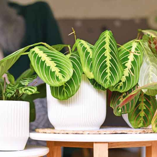 Maranta Leuconeura Fascinator Lemon Lime | Calathea – Ø12 cm – ↕30 cm