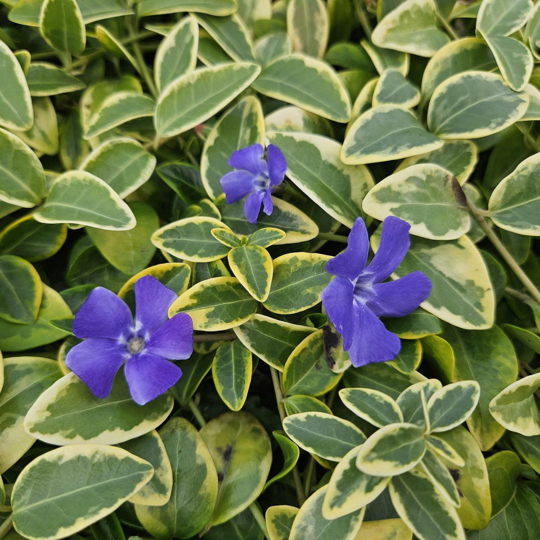 Vinca minor 'Blue and Gold' | Evergreen Groundcover with Yellow Leaves – Shade Plant &amp; Low-Maintenance