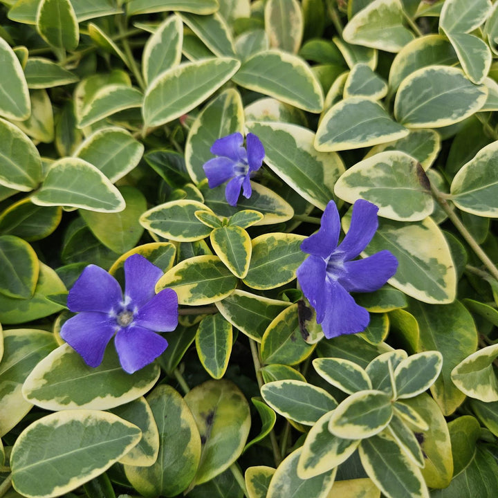 Vinca minor 'Blue and Gold' | Evergreen Groundcover with Yellow Leaves – Shade Plant &amp; Low-Maintenance