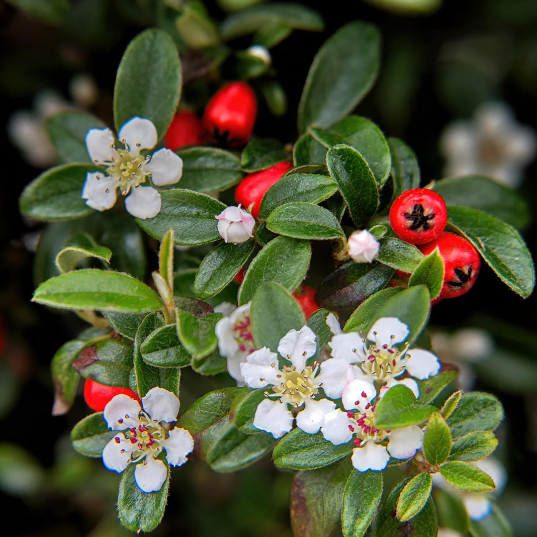 Cotoneaster dammeri | Hardy Groundcover with White Flowers &amp; Red Berries