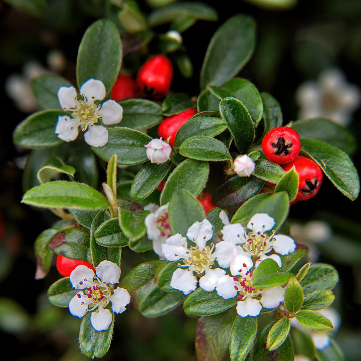 Cotoneaster dammeri | Hardy Groundcover with White Flowers &amp; Red Berries