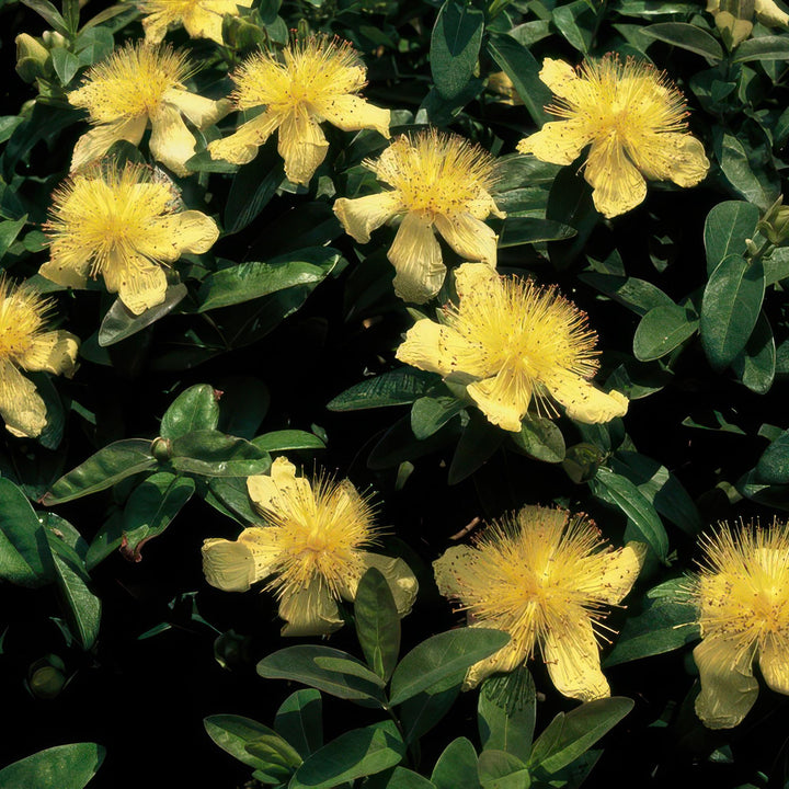 Hypericum calycinum | Evergreen Ground Cover with Yellow Flowers – Low Maintenance