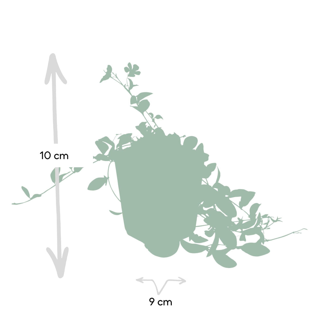 Vinca minor 'La Grave' | Purple Groundcover for Shade – Evergreen &amp; Low-Maintenance