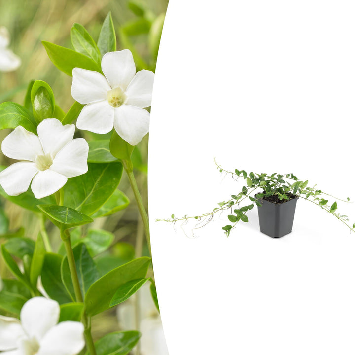 Vinca minor 'Alba' | White Groundcover for Sun &amp; Shade – Strong, Hardy Garden Plant