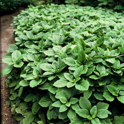 Pachysandra terminalis | Wintergreen Shade Herb – Ground Cover for Shady Gardens