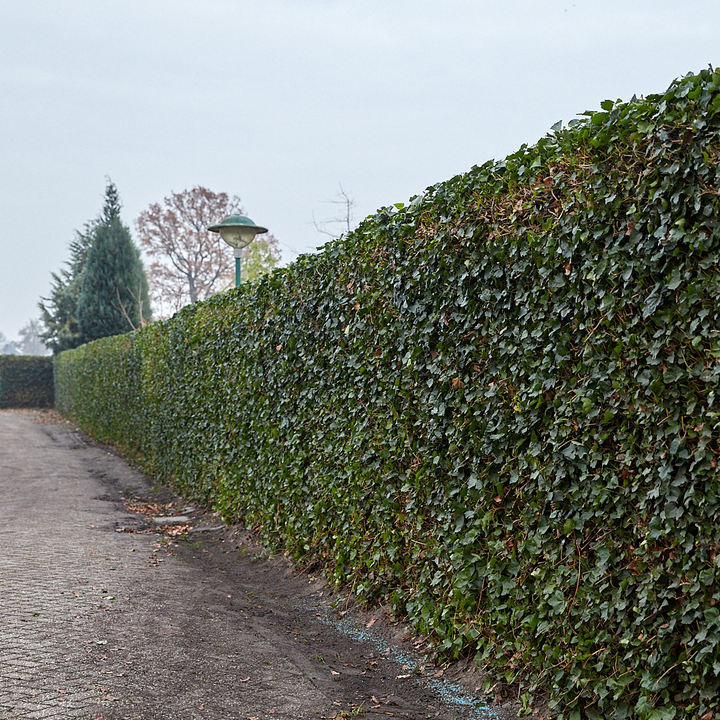 Hedera Hibernica Ivy (Sticked) | Fast-Growing Hedge Plant for Privacy and Greenery