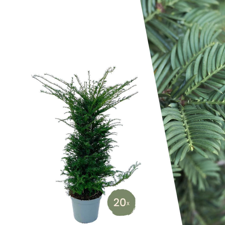 Taxus Baccata | Large hedge plant – 10 meters – 12L – 20x – 100–125 cm