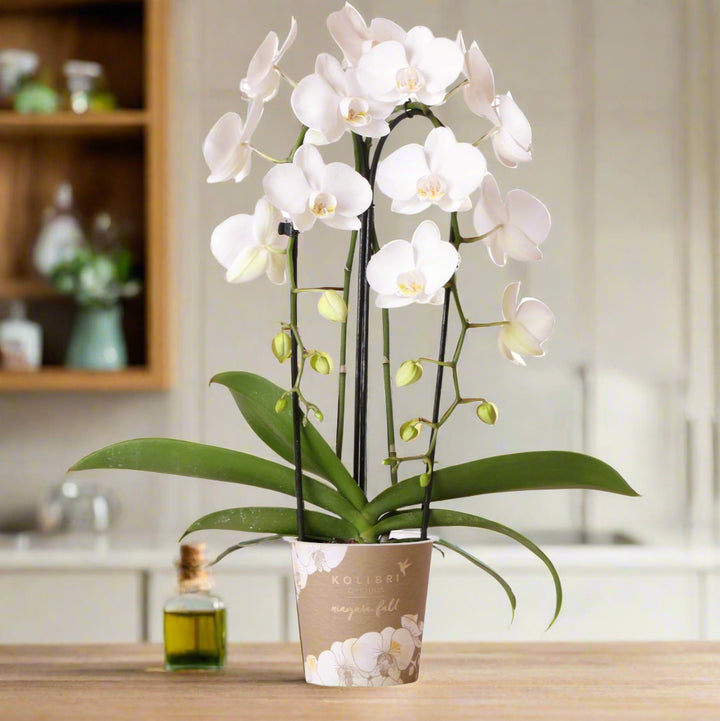 Niagara Fall Orchid White | Large Flowers | 55-60 cm High | 12 cm Pot