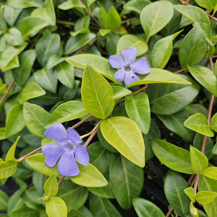 Vinca minor 'La Grave' | Purple Groundcover for Shade – Evergreen &amp; Low-Maintenance