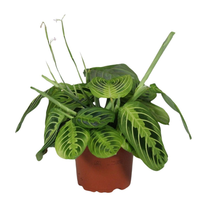 Maranta Leuconeura Fascinator Lemon Lime | Calathea – Ø12 cm – ↕30 cm