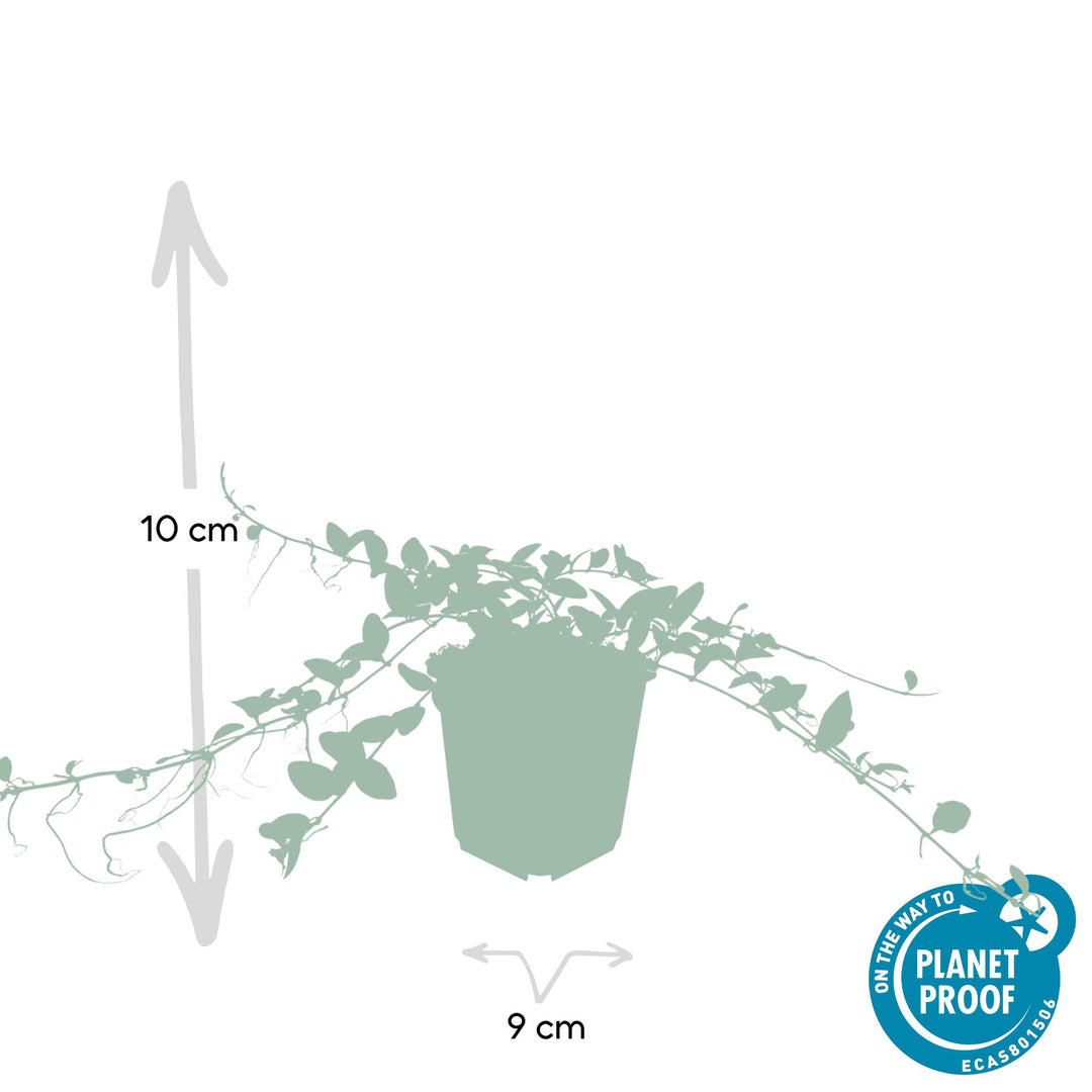 Stipa tenuissima 'Ponytails' | Ornamental Grass with Airy Plumes – Hardy &amp; Low-Maintenance