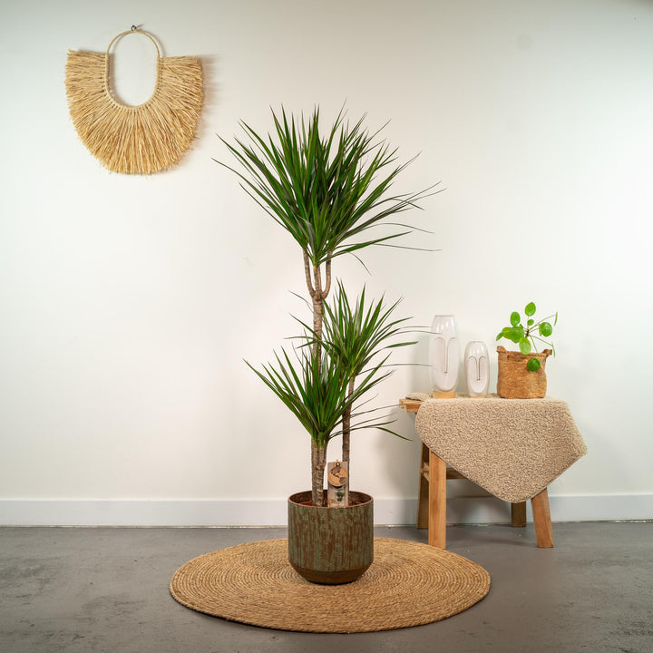 Dracaena Marginata | Dragon Blood Tree | Air-Purifying Houseplant