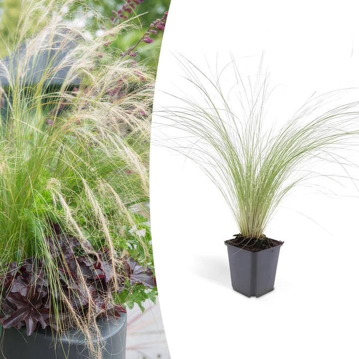 Stipa tenuissima 'Ponytails' | Ornamental Grass with Airy Plumes – Hardy &amp; Low-Maintenance