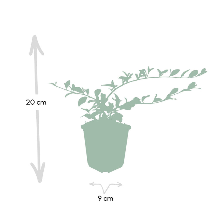 Cotoneaster dammeri | Hardy Groundcover with White Flowers &amp; Red Berries