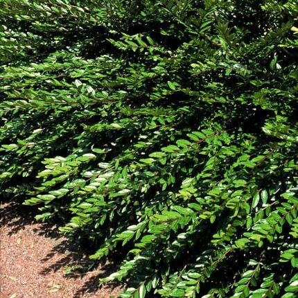 Lonicera pileata 'Purple Pearl' | Purple Groundcover Shrub for Sun &amp; Shade