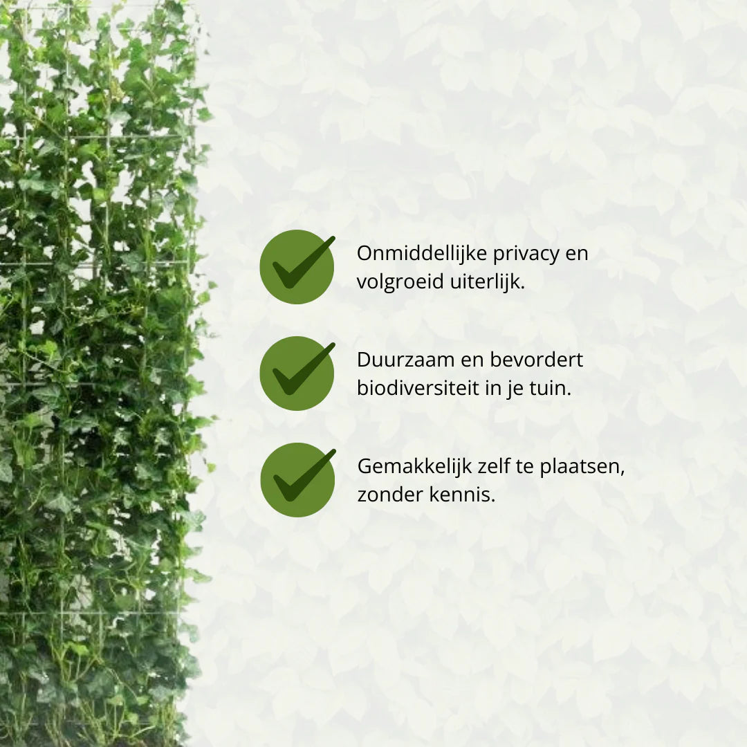 Hedera Hibernica Ivy Ready-Made Hedge | Instant Green Privacy for Any Garden