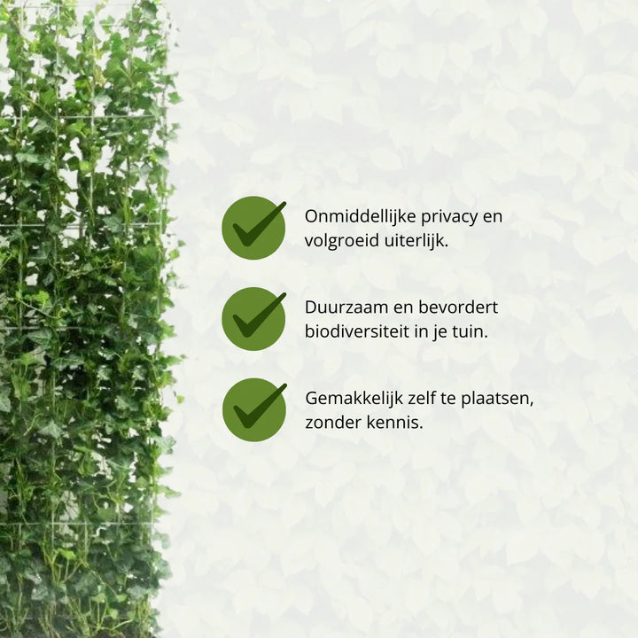 Hedera Hibernica Ivy Ready-Made Hedge | Instant Green Privacy for Any Garden