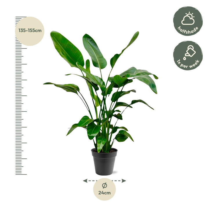 Strelitzia Nicolai | Bird of paradise plant – 140–150 cm – Ø24 cm
