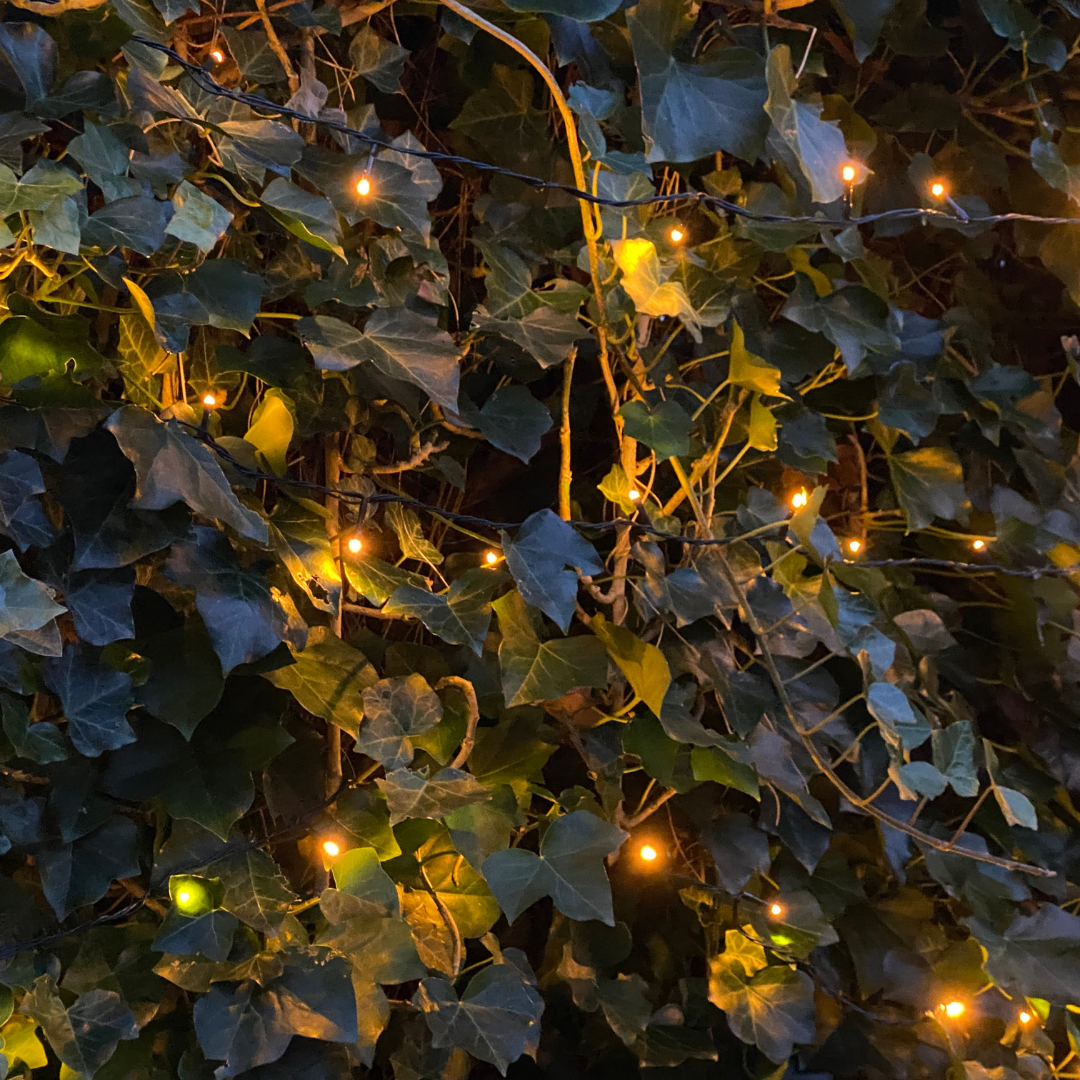 Hedera Hibernica Ivy Ready-Made Hedge | Instant Green Privacy for Any Garden